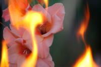 Gladiolus
